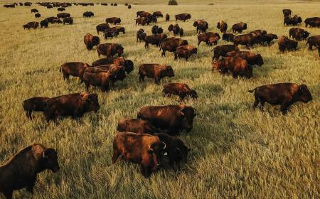 Bison Herd