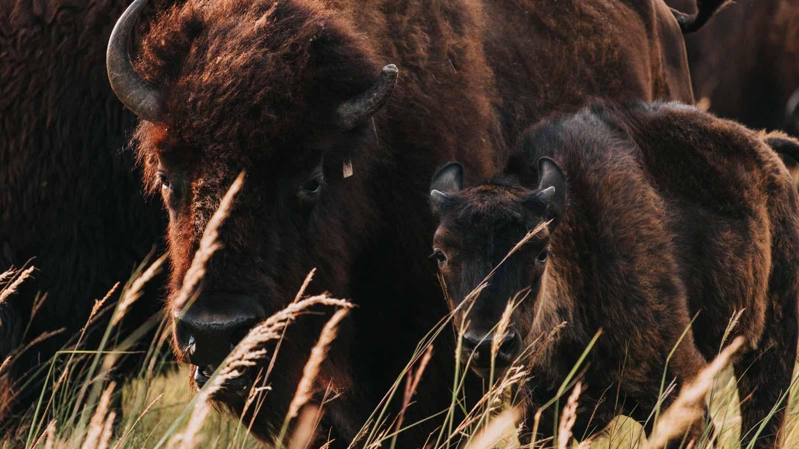 Baby bison